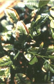 Tuzluluk zararı........