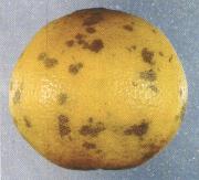 Ya�lekesi zararlanmas�.......